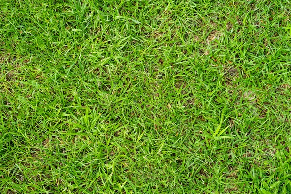 Zielona Konsystencja Trawy Tło Zielony Wzór Trawnika Tło Tekstury Zbliżenie — Zdjęcie stockowe