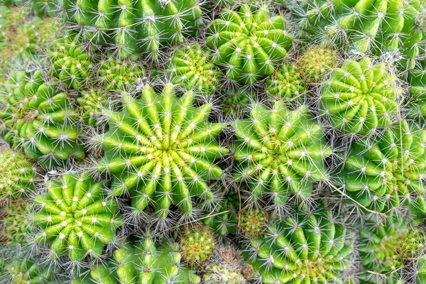Hermoso Cactus Jardín Ampliamente Cultivada Como Planta Ornamental Primer Plano —  Fotos de Stock