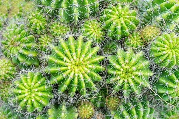 Krásný Kaktus Zahradě Široce Pěstované Jako Okrasná Rostlina Selektivní Záběr — Stock fotografie