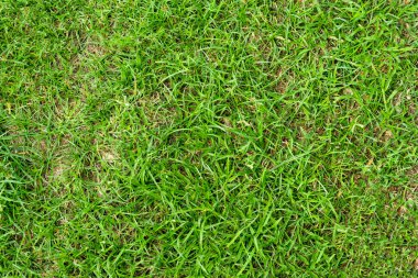 Arka plan için yeşil çimen dokusu. Yeşil çimen deseni ve doku arkaplanı. Yakın plan..