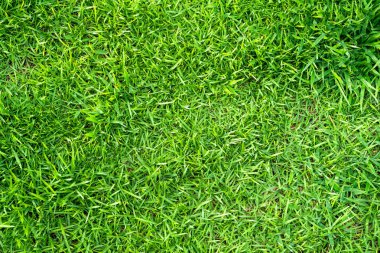 Arka plan için yeşil çimen dokusu. Yeşil çimen deseni ve doku arkaplanı. Yakın plan..
