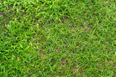 Arka plan için yeşil çimen dokusu. Yeşil çimen deseni ve doku arkaplanı. Yakın plan..