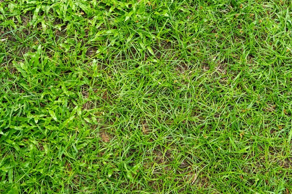 Tekstur Rumput Hijau Untuk Latar Belakang Pola Rumput Hijau Dan — Stok Foto