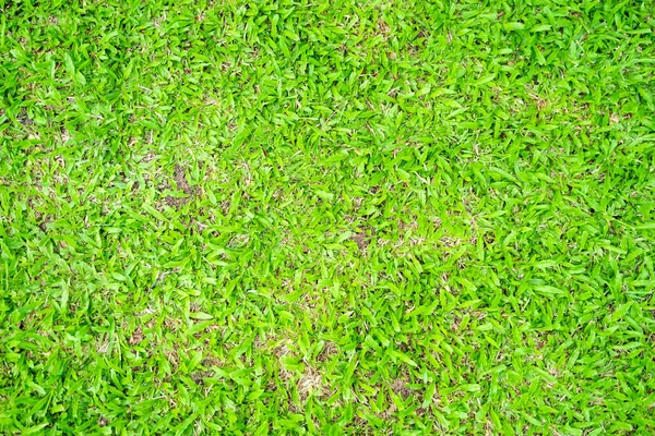 Green Grass Texture Background Green Lawn Pattern Texture Background Close — Stock Photo, Image