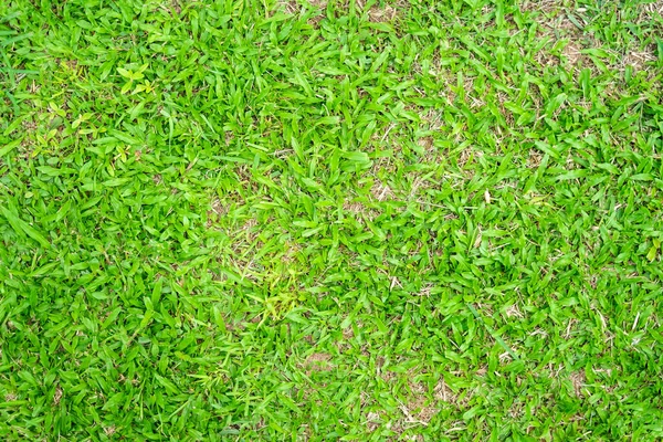 Green Grass Texture Background Green Lawn Pattern Texture Background Close — Stock Photo, Image