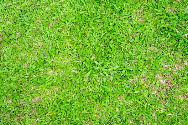 Green Grass Texture Background Green Lawn Pattern Texture Background Close — Stock Photo, Image