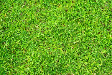 Arka plan için yeşil çimen dokusu. Yeşil çimen deseni ve doku arkaplanı. Yakın plan..