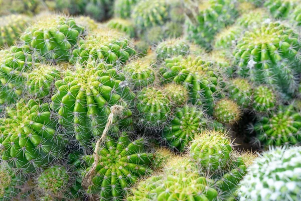 Beautiful Cactus Garden Widely Cultivated Ornamental Plant Selective Focus Close — Stock Photo, Image