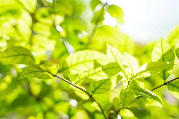 Зеленые Листья Солнечным Светом Естественный Зеленый Фон Выборочной Фокусировкой — стоковое фото