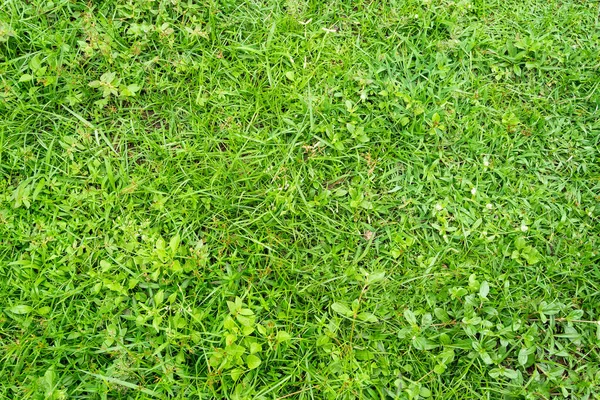 Grön Gräs Struktur För Bakgrund Grön Gräsmatta Mönster Och Konsistens — Stockfoto