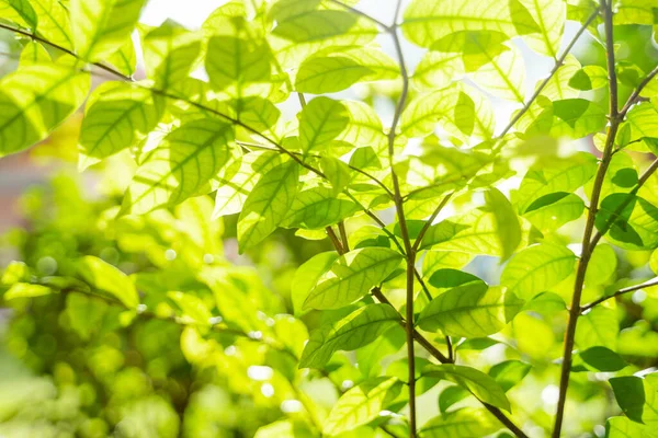 Зеленые Листья Солнечным Светом Естественный Зеленый Фон Выборочной Фокусировкой — стоковое фото