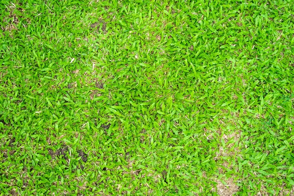 Green Grass Texture Background Green Lawn Pattern Texture Background Close — Stock Photo, Image