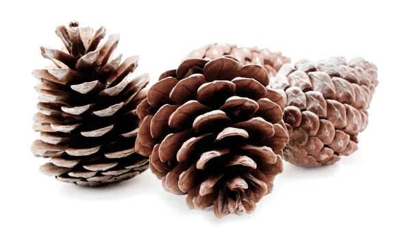 Grupo de conos de pino aislados sobre fondo blanco — Foto de Stock