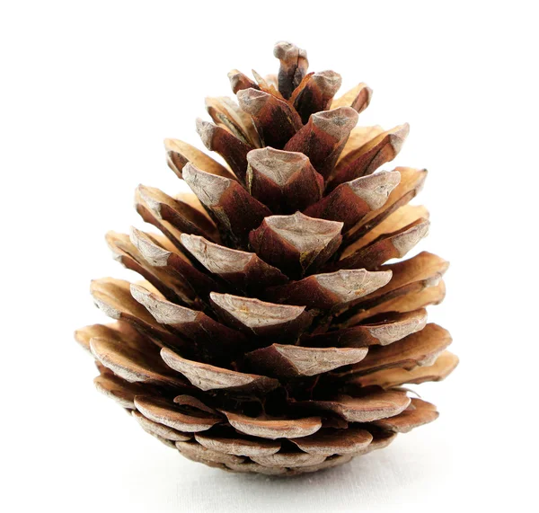 Pine cone isolated on white background — Stock Photo, Image