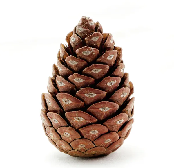 Pine cone isolated on white background — Stock Photo, Image