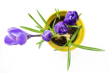 Purple crocus in top view yellow pot, isolated  clipart