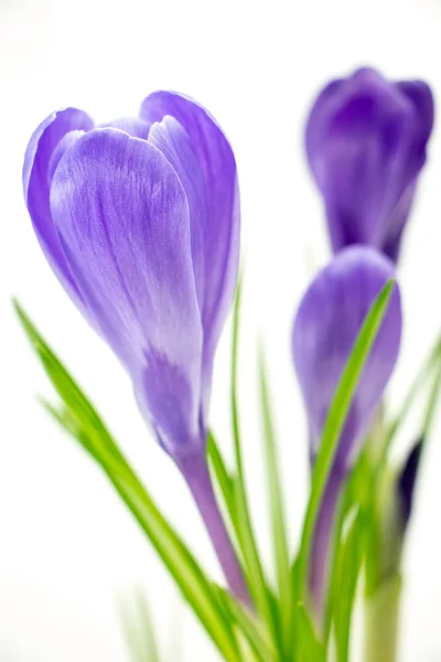 Purple crocus flowers closeup isolated on white background — Stock Photo, Image