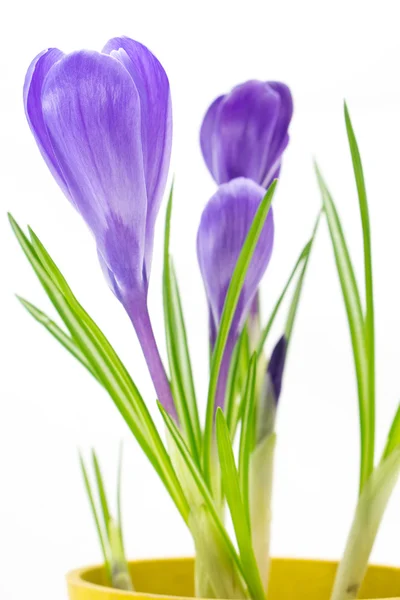 Purple crocus in yellow pot isolated on white background — Stock Photo, Image