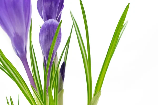 Hermosas flores vívidas de cocodrilo púrpura primer plano sobre fondo blanco — Foto de Stock