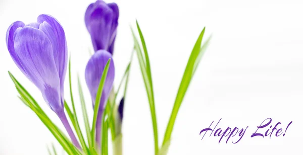 Purple crocus flowers closeup with copy-space on white background — Stock Photo, Image