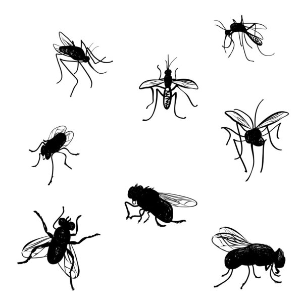 Vector collection of various positioned doodle flies and mosquitoes.