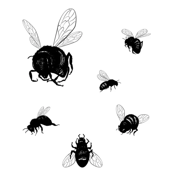 Vector collection of various positioned doodle bees — Stock Vector