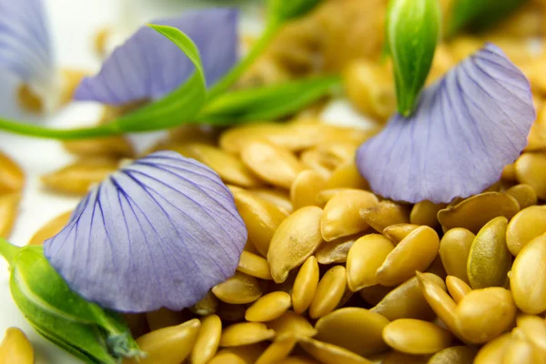 Zlatý lněného semínka s modrou květinu okvětní lístky closeup — Stock fotografie
