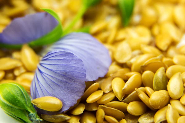 Семена золотого льна с голубыми лепестками цветов крупным планом — стоковое фото