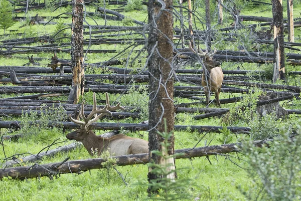 Boğa elks — Stok fotoğraf