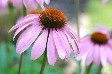mor coneflowers