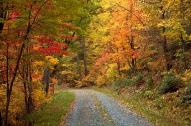 herfst blaze