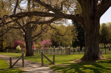 Majestic Oaks Guard a Cemetery clipart
