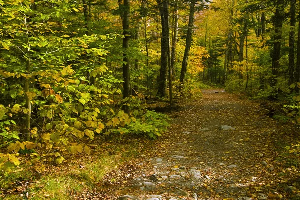 Autumn Trail — Stock Photo, Image