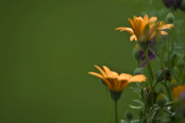 Fleurs jaunes d'été — Photo