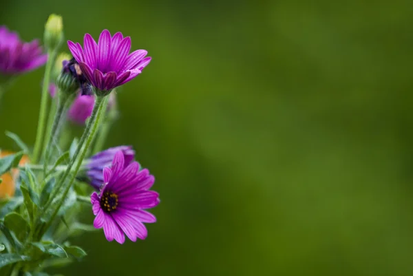 Purple Flowers — Stock Photo, Image