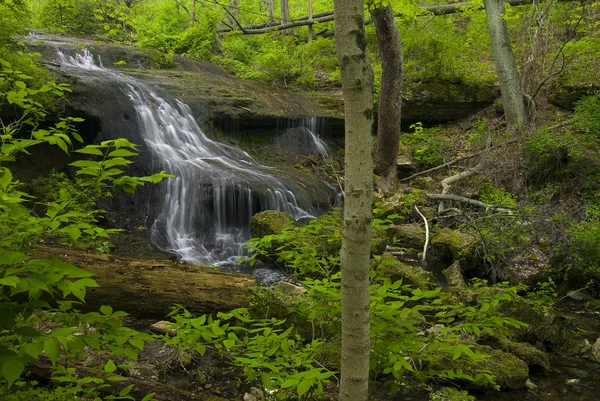 Cascate della foresta — Foto Stock