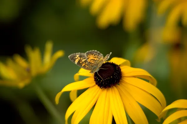 Black Eyed Susan and Butterfly — Stock Photo, Image