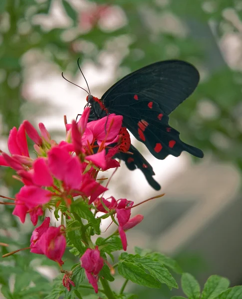 Butterfly 15 — Stock Photo, Image