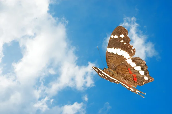 Butterfly and Clouds — Stock Photo, Image