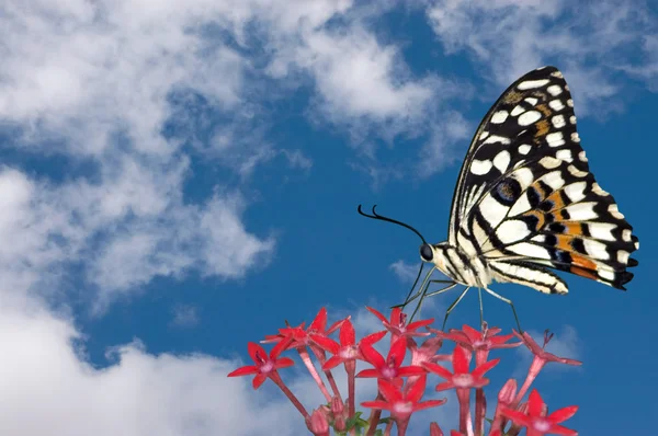 蝶と雲 — ストック写真