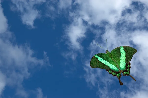 Butterfly and Clouds — Stock Photo, Image