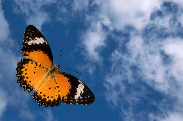 Borboleta e nuvens — Fotografia de Stock