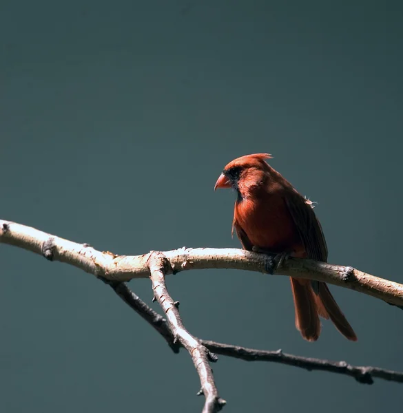 Cardenal —  Fotos de Stock