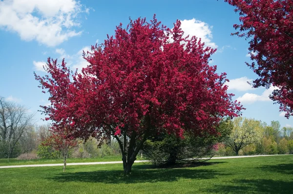 Δέντρο crabapple στην άνθιση — Φωτογραφία Αρχείου