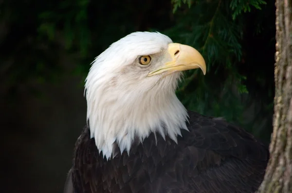 Aquila calva americana — Foto Stock