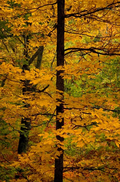 Cores amarelas do outono — Fotografia de Stock