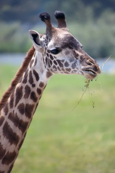 Giraffe — Stockfoto