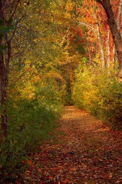 Autumn Trail — Stock Photo, Image