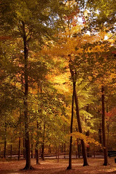 Herbst — Stockfoto