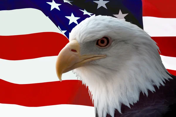 American bald eagle op vlag — Stockfoto